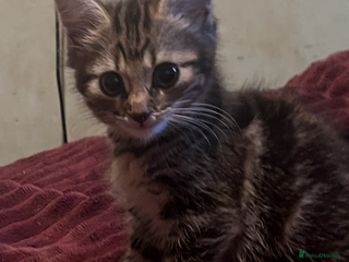 Mixed Breed cats 1 boy 1 girl ready for home 10 weeks - Advert 1