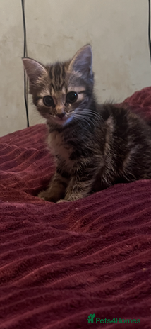 Mixed Breed cats 1 boy 1 girl ready for home 10 weeks - Advert 1