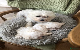 Maltese dogs for sale: Maltese puppies  - Image 6
