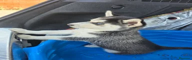 Siberian Husky 5