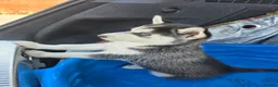Siberian Husky dogs for sale: 🐺 Siberian Husky Puppies –Boys&Girls Available 🐾 - Advert 8