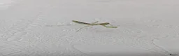 Praying Mantis invertebrates for sale: Haribo Praying Mantis - Advert 3