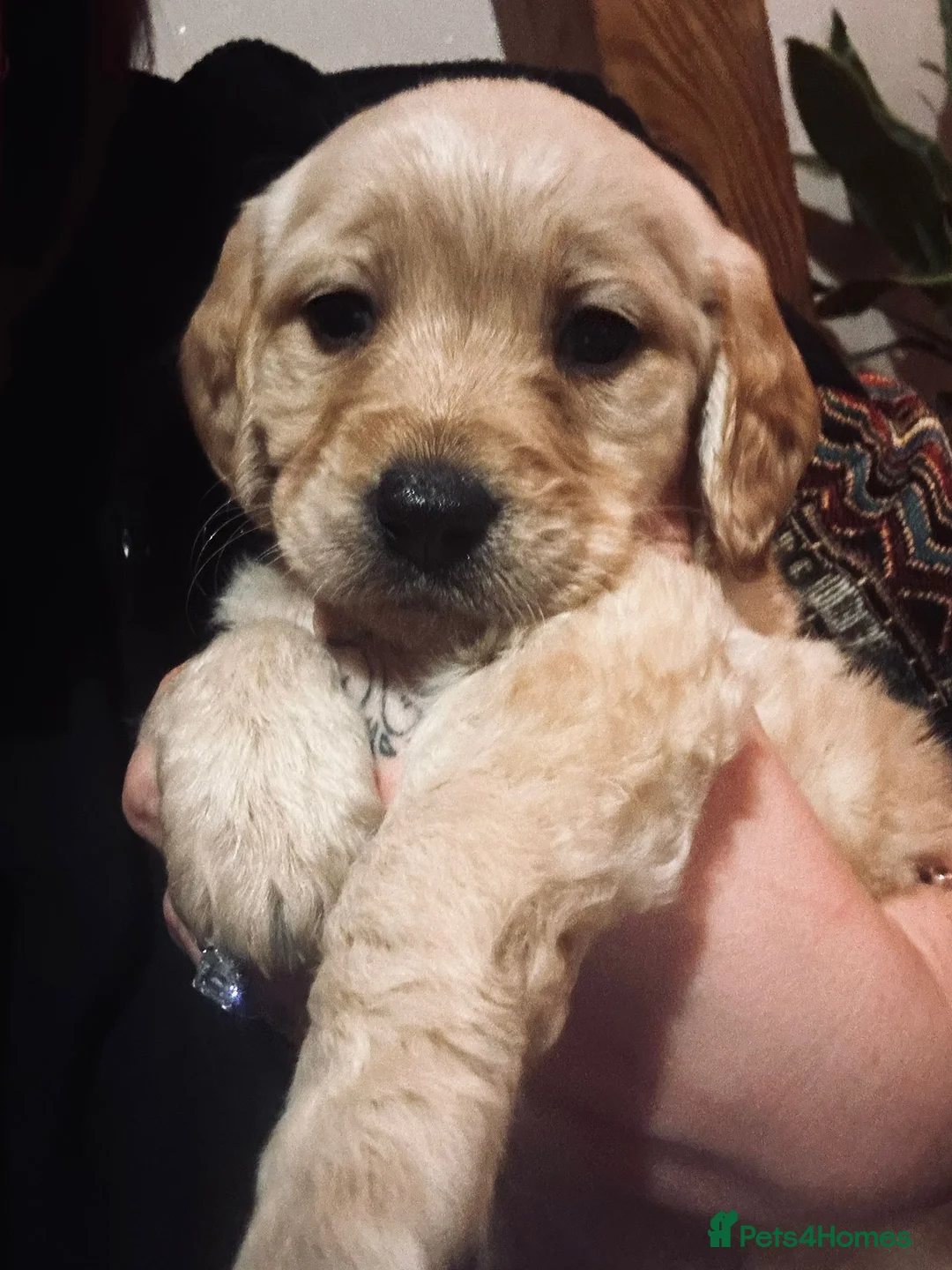 Mixed Breed dogs for sale: 9 Beautiful Puppies for sale - Advert 9