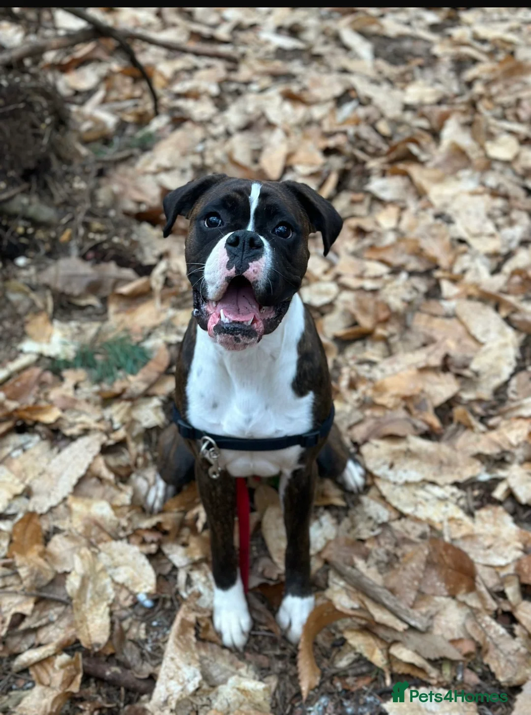 Boxer dogs for sale: Beautiful Bobtail & Longtail boxers due March 3rd. - Advert 2