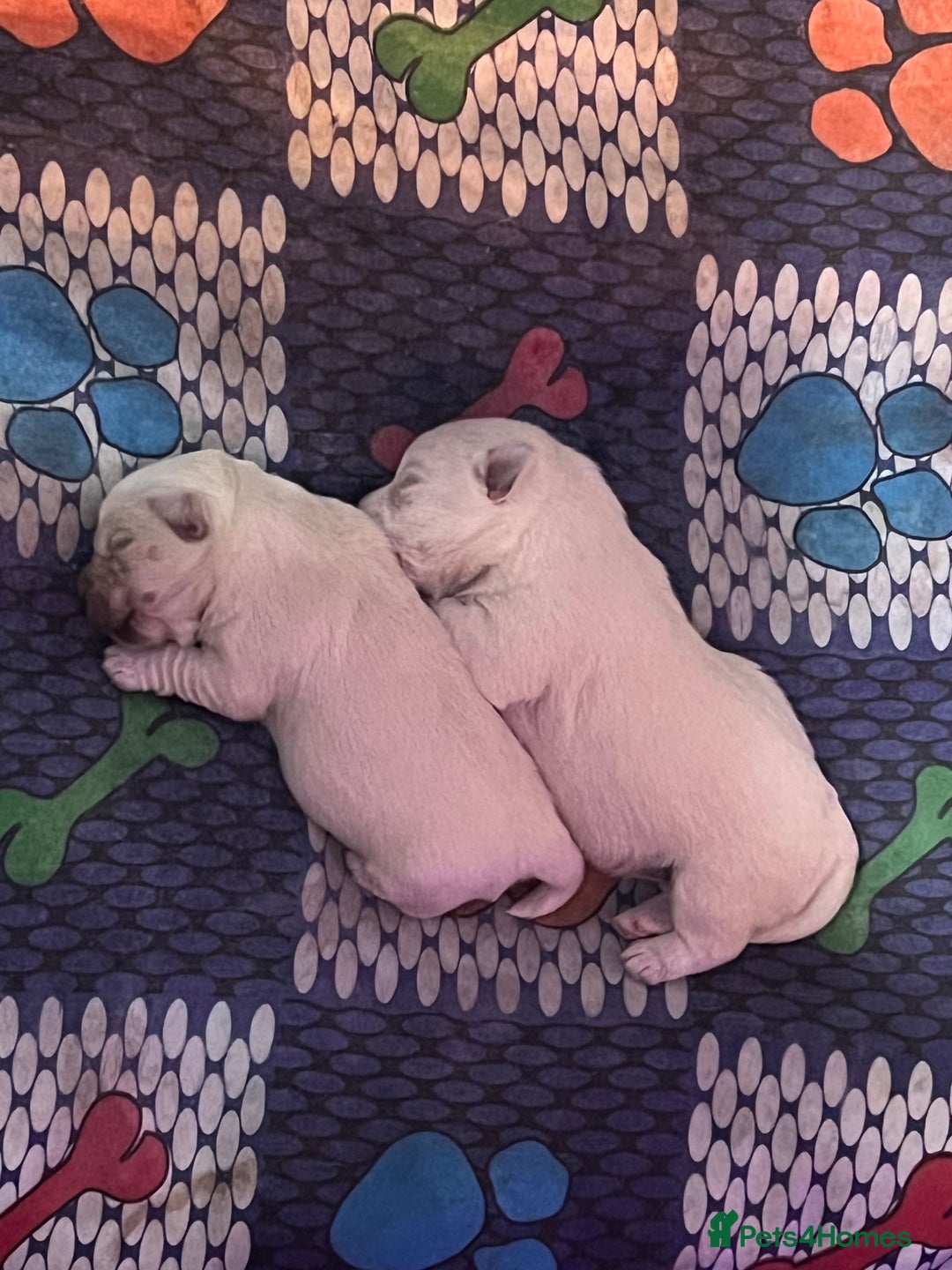 Mixed Breed dogs for sale: Bichon Frise x West Highland Terrier  - Advert 8