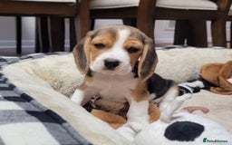 Beagle dogs for sale: Beagle puppies ready for sale  - Image 7
