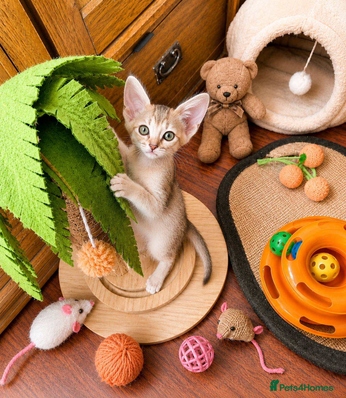 Abyssinian cats ❗️PRICE REDUCED ❤️🏆 Outstanding Abyssinian - Advert 1