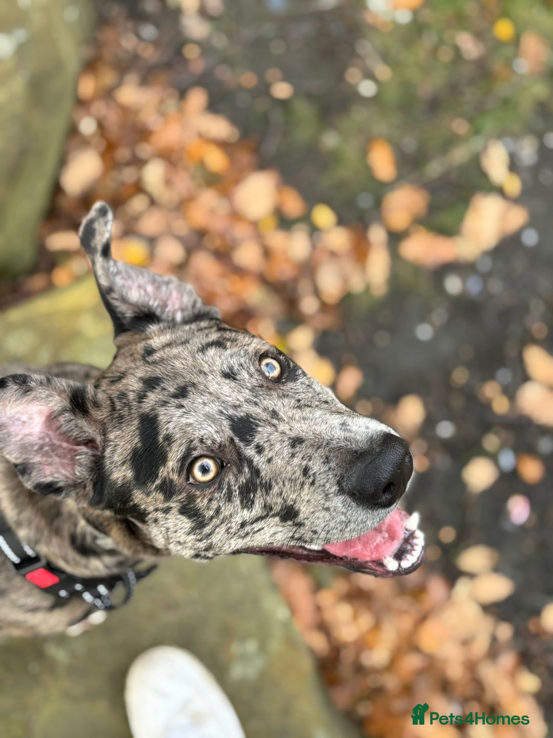 Mixed Breed dogs for sale: Whippet X border collie  - Advert 4