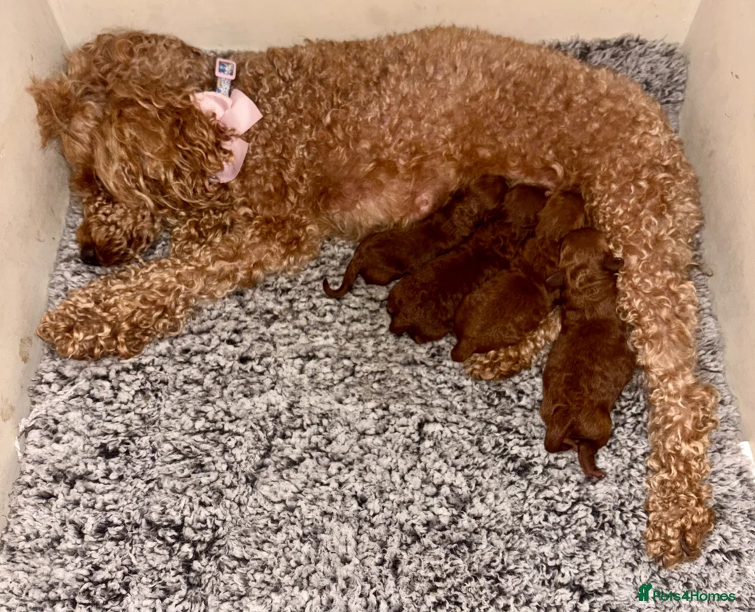 Toy Poodle dogs for sale: Tiny Toy ×Asian Poodle Puppies Ready 21/09/26 - Advert 2
