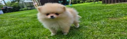 Pomeranian dogs for sale: Xclusive KC register pomeranian puppies in Edgware - Advert 5
