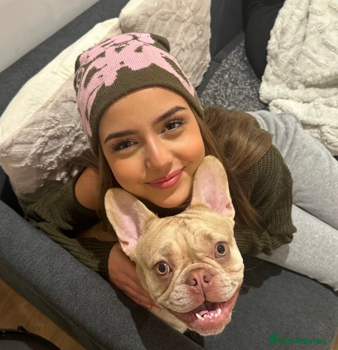 French Bulldog dogs for sale: 🐶 Meet Malibu – Looking for a Forever Home ❤️ - Image 1