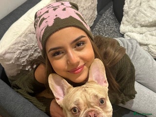 French Bulldog dogs - Advert 1