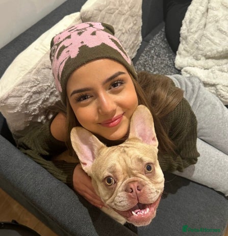 French Bulldog dogs - Advert 6