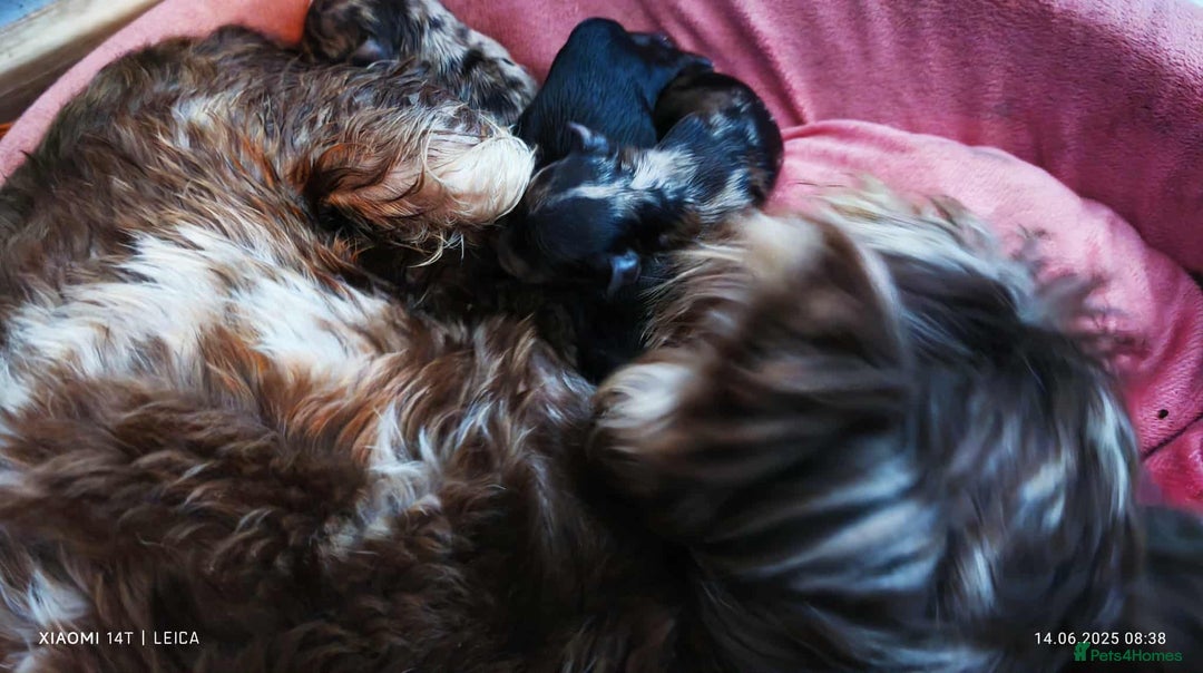 Yorkshire Terrier dogs for sale: Chocolatemerle Yorkie Boy left  - Image 2
