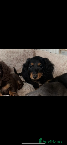 Miniature Dachshund dogs - Advert 2