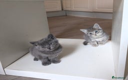 Mixed Breed cats for sale: Kittens  - Image 10