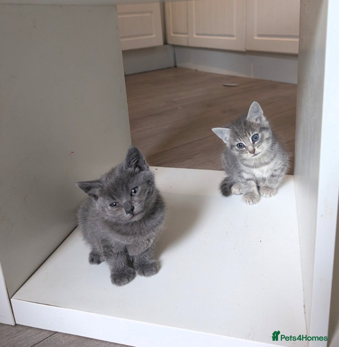 Mixed Breed cats for sale: Kittens  - Image 10