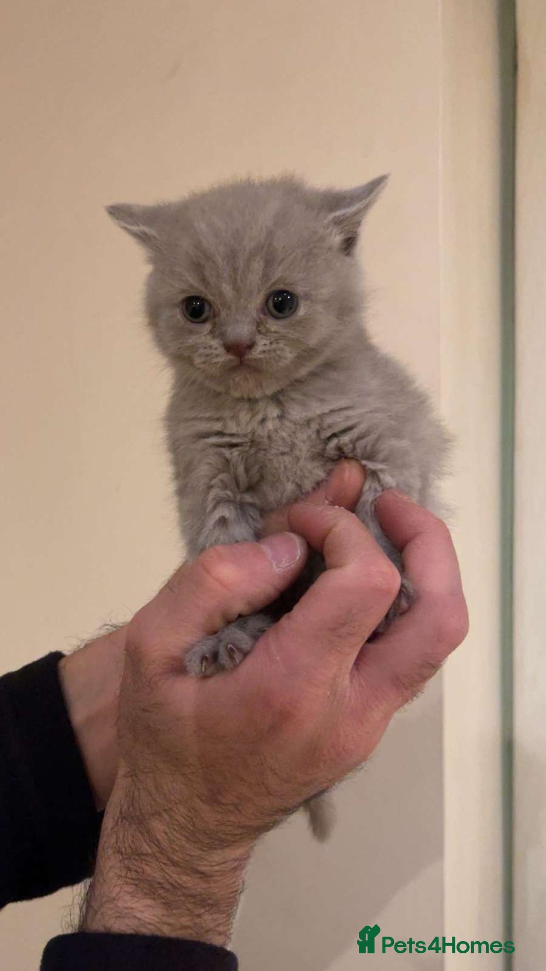 British Shorthair cats for sale: British Shorthair Kittens for Sale - Advert 8