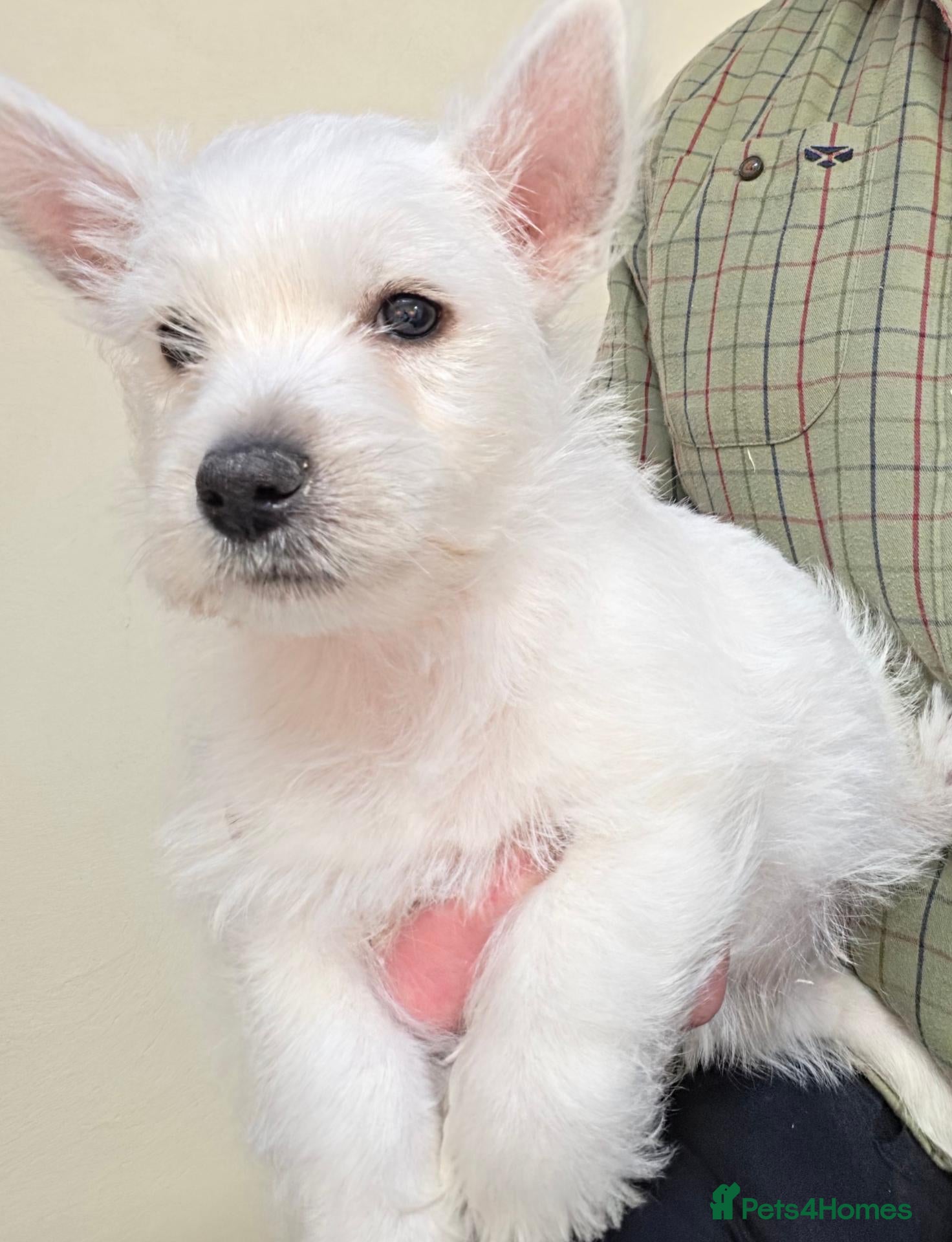 West Highland Terrier dogs KC Reg Westie Puppies - Advert 2