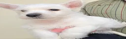West Highland Terrier dogs for sale: KC Reg Westie Puppies - Advert 2