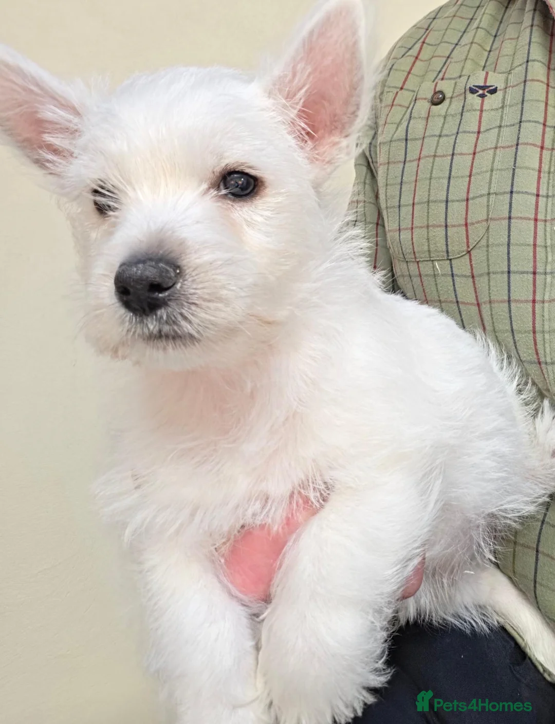 West Highland Terrier dogs for sale: KC Reg Westie Puppies - Advert 2