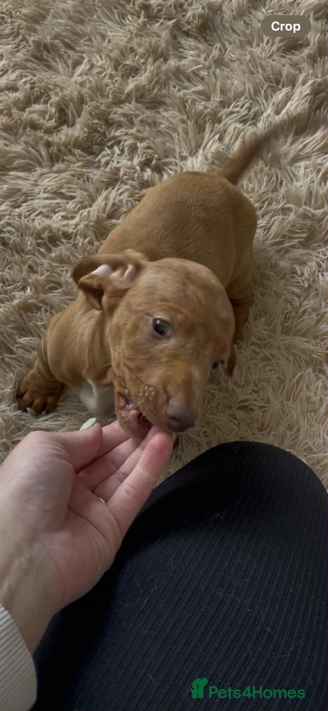 Dachshund dogs for sale: Gorgeous Dachshund Puppies  - Image 6