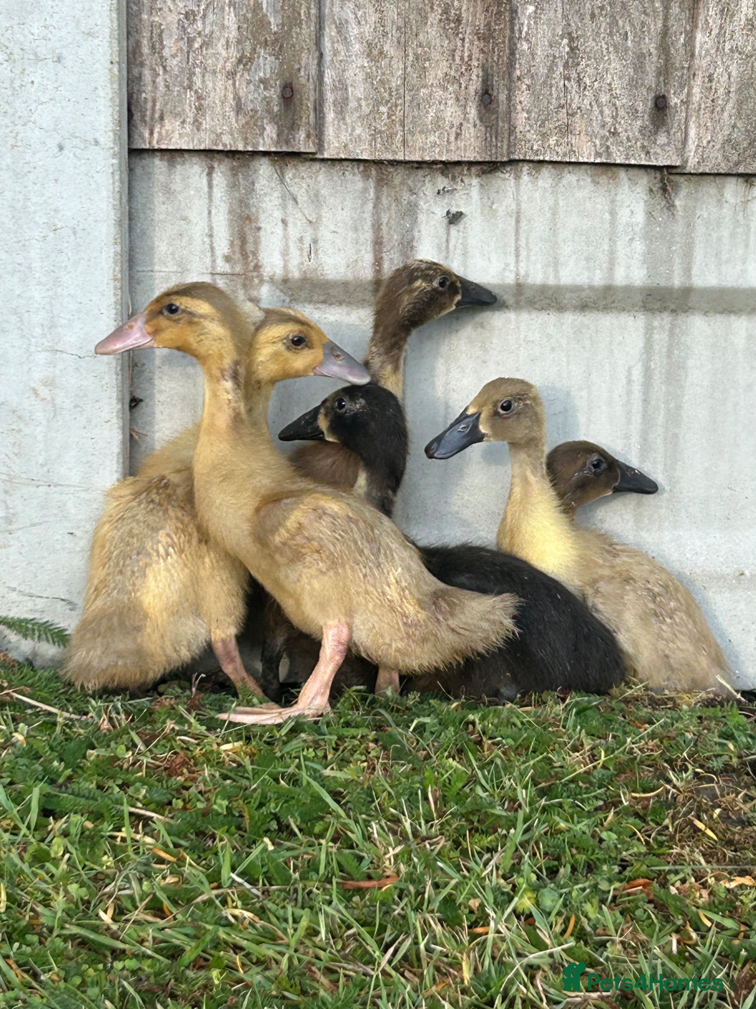 Ducks poultry Female runner ducklings  - Advert 1