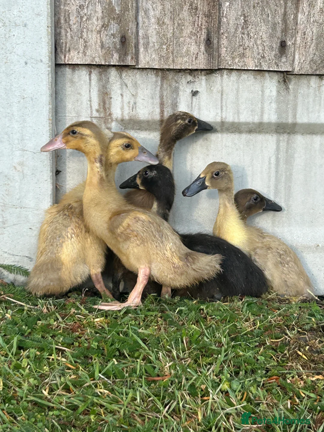 Ducks poultry for sale: Female runner ducklings  - Advert 1