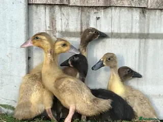 Ducks poultry Female runner ducklings - Advert 1