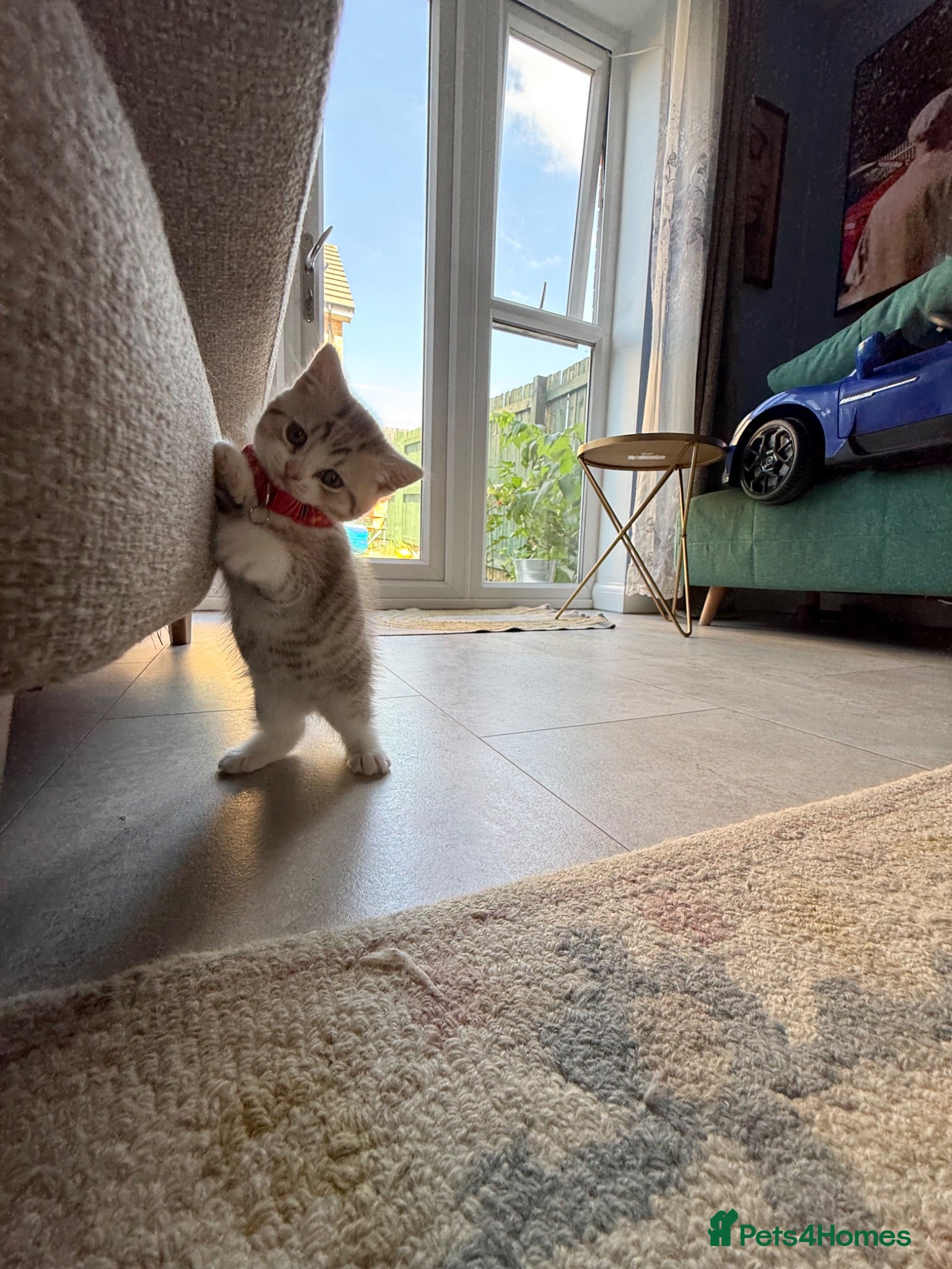 Scottish Fold cats  * Pure Scottish Straight Kittens for Sale! - Advert 14