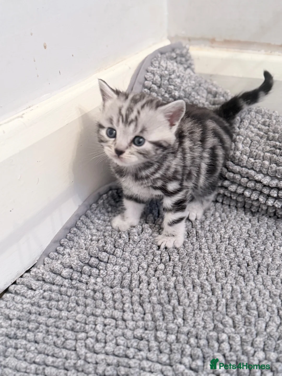 British Shorthair cats for sale: GCCF British Shorthair silver tabby kittens  - Advert 12