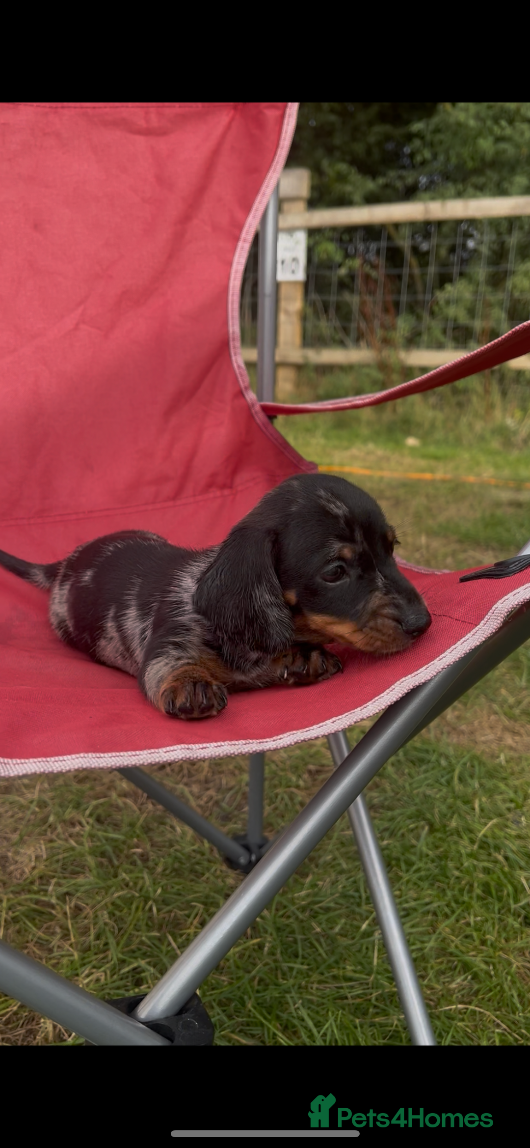 Miniature Dachshund dogs for sale: Miniature Dachund  - Image 4