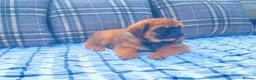 English Bulldog dogs for sale: Fluffy bulldog puppy in Winsford - Advert 2