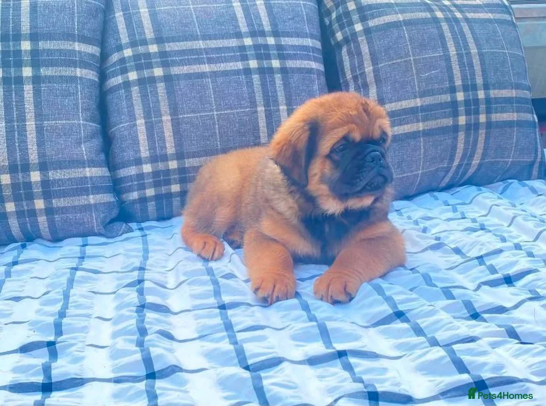 English Bulldog dogs for sale: Fluffy bulldog puppy in Winsford - Advert 2
