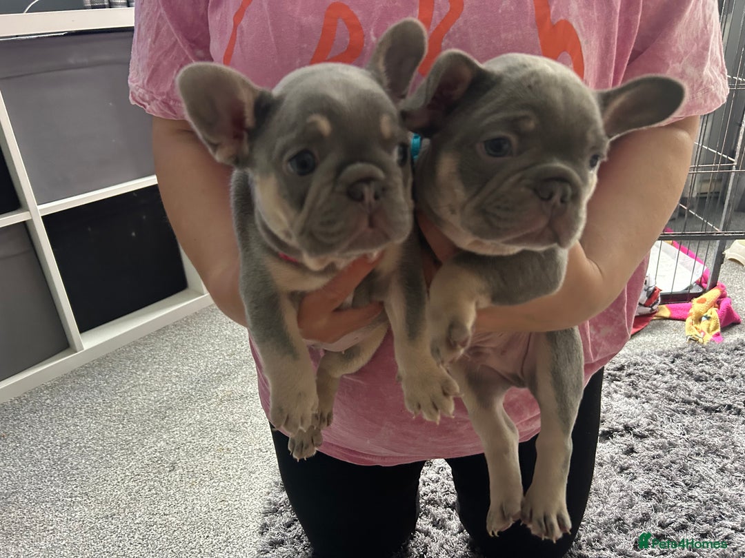 French Bulldog dogs for sale: Two stunning lilac and tan frenchies - Image 7