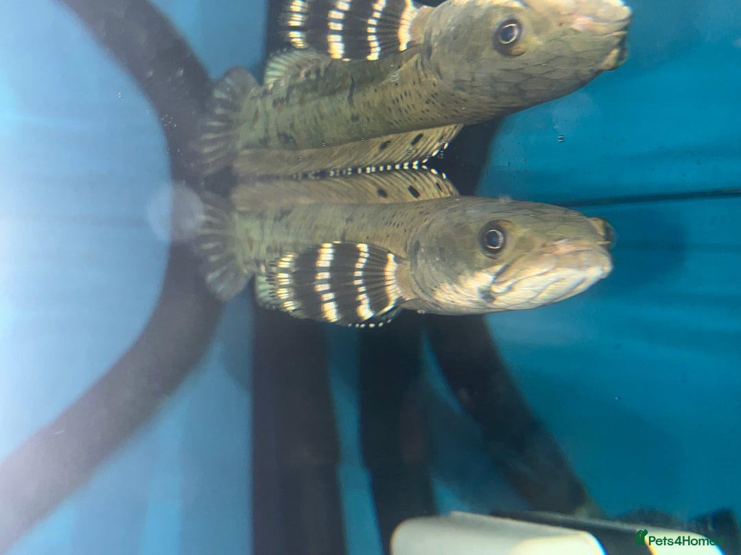 Other/Mixed Breed fish for sale: Snakehead and 2 parrot Cichilds - Image 1