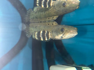 Other/Mixed Breed fish - Advert 10