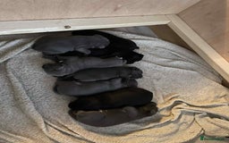Staffordshire Bull Terrier dogs for sale: Chunky Staffy puppies excellent bloodline - Image 1