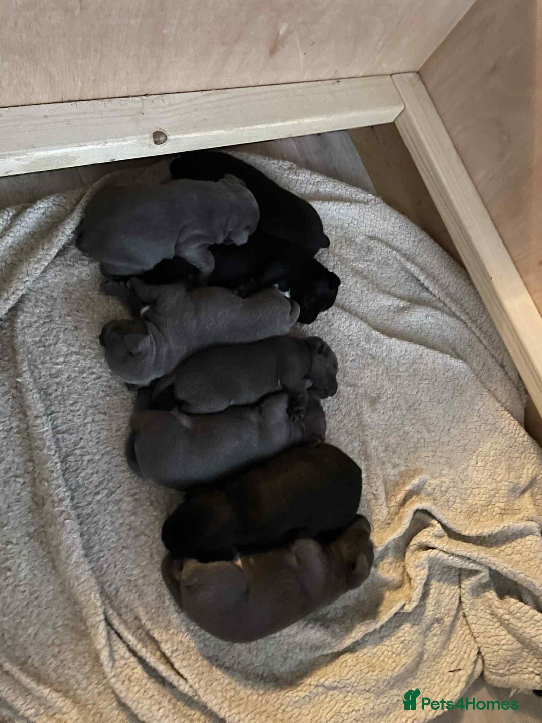 Staffordshire Bull Terrier dogs for sale: Chunky Staffy puppies excellent bloodline - Image 1