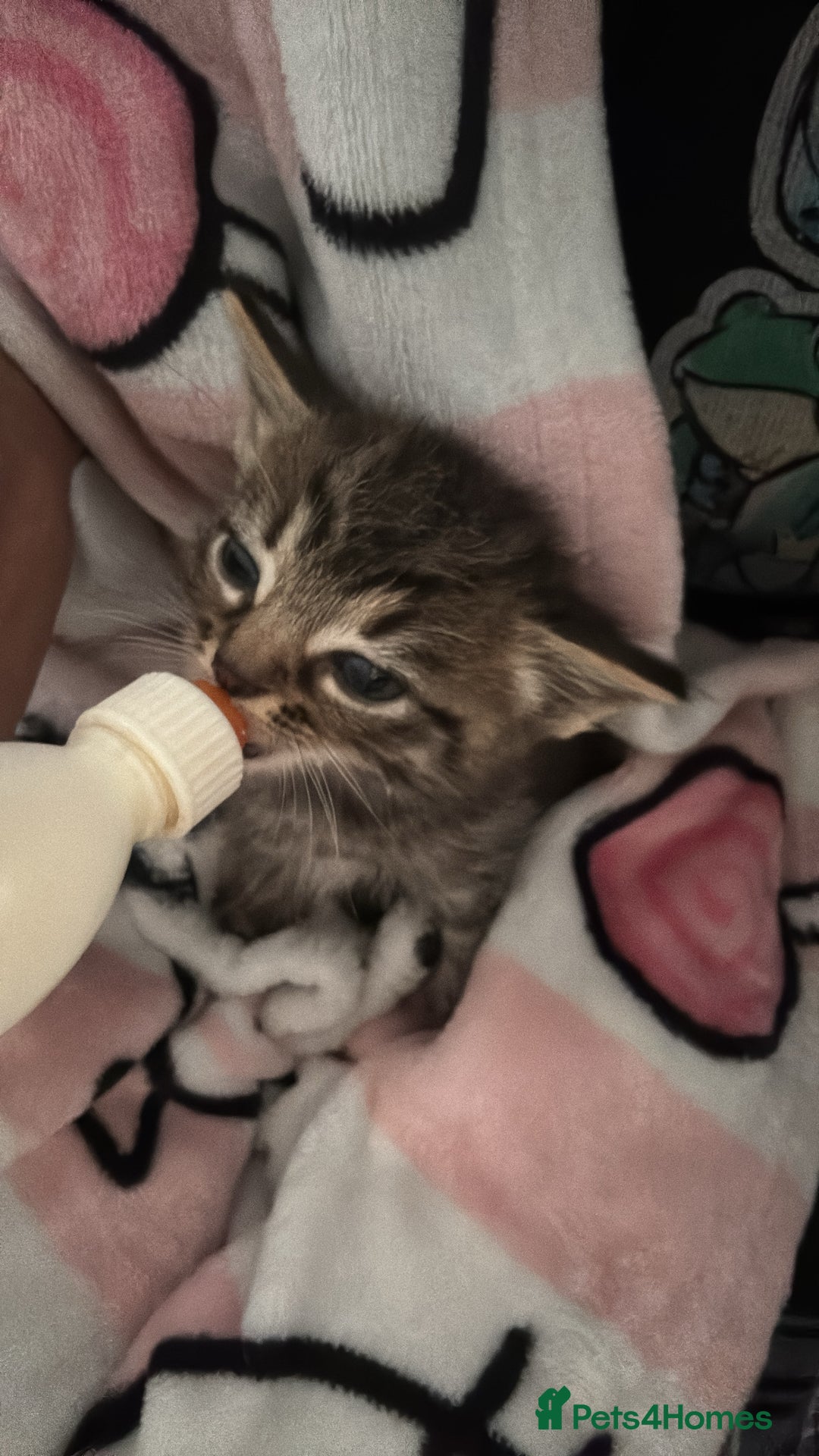 Ragdoll cats for sale: Kittens - Image 13