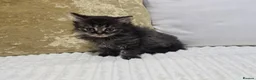 Domestic Shorthair cats for sale: Beautiful Litter of 8 Kittens –5 Females & 3 Males - Advert 25