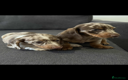 Dachshund dogs for sale: Dachshund - Image 3
