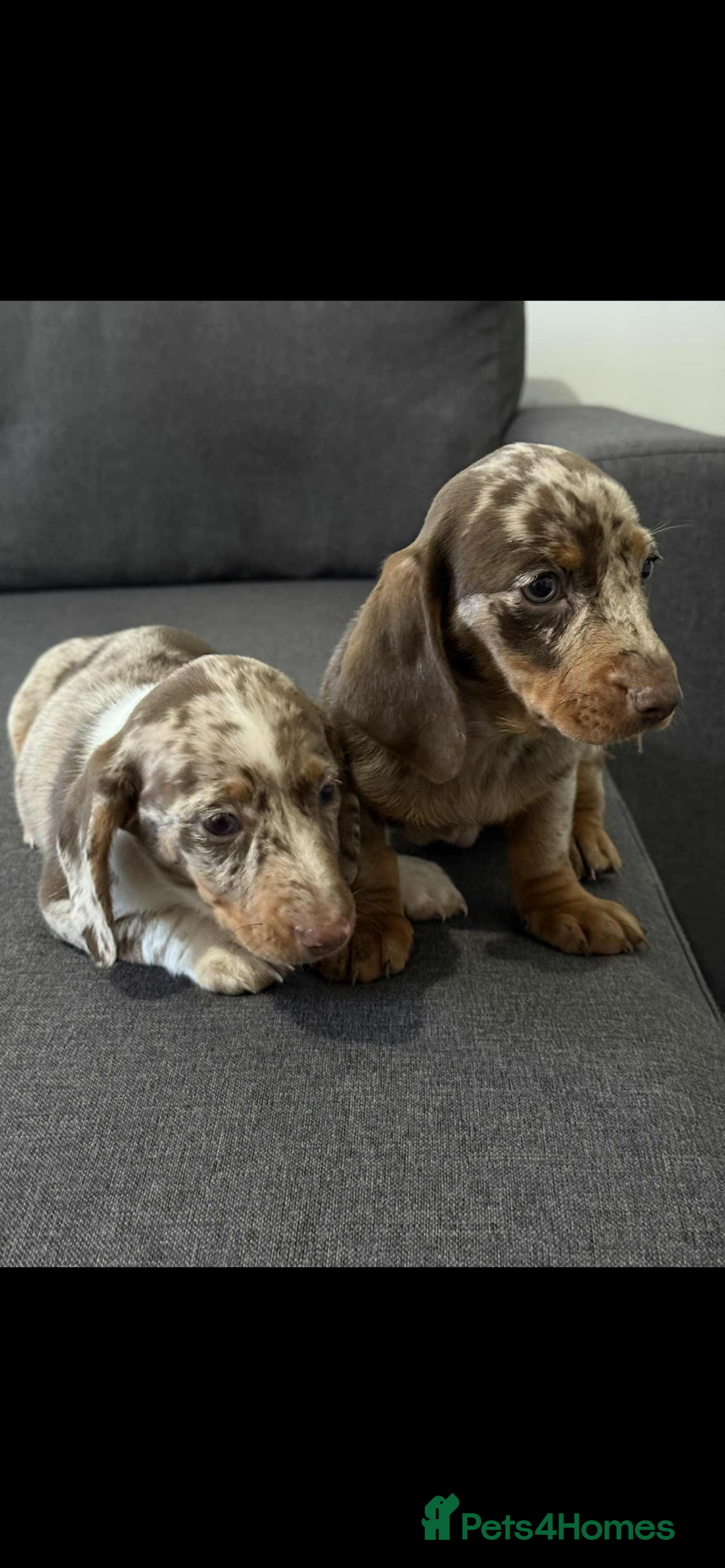 Dachshund dogs for sale: Dachshund - Image 3