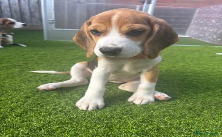 Beagle dogs - Advert 10