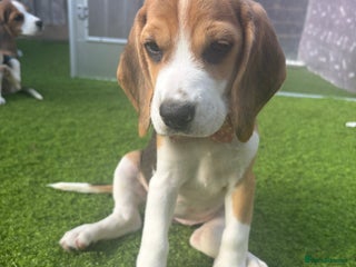 Beagle dogs - Advert 7