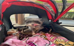 Chorkie dogs for sale: Chorkie puppies  - Image 3