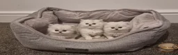 Persian cats for sale: 1 male left Persian chinchilla  - Advert 3