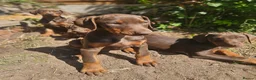 Dobermann dogs for sale: 🔥Ready now Top Quality 🏆 KC Registered pup's 🐾 - Advert 4