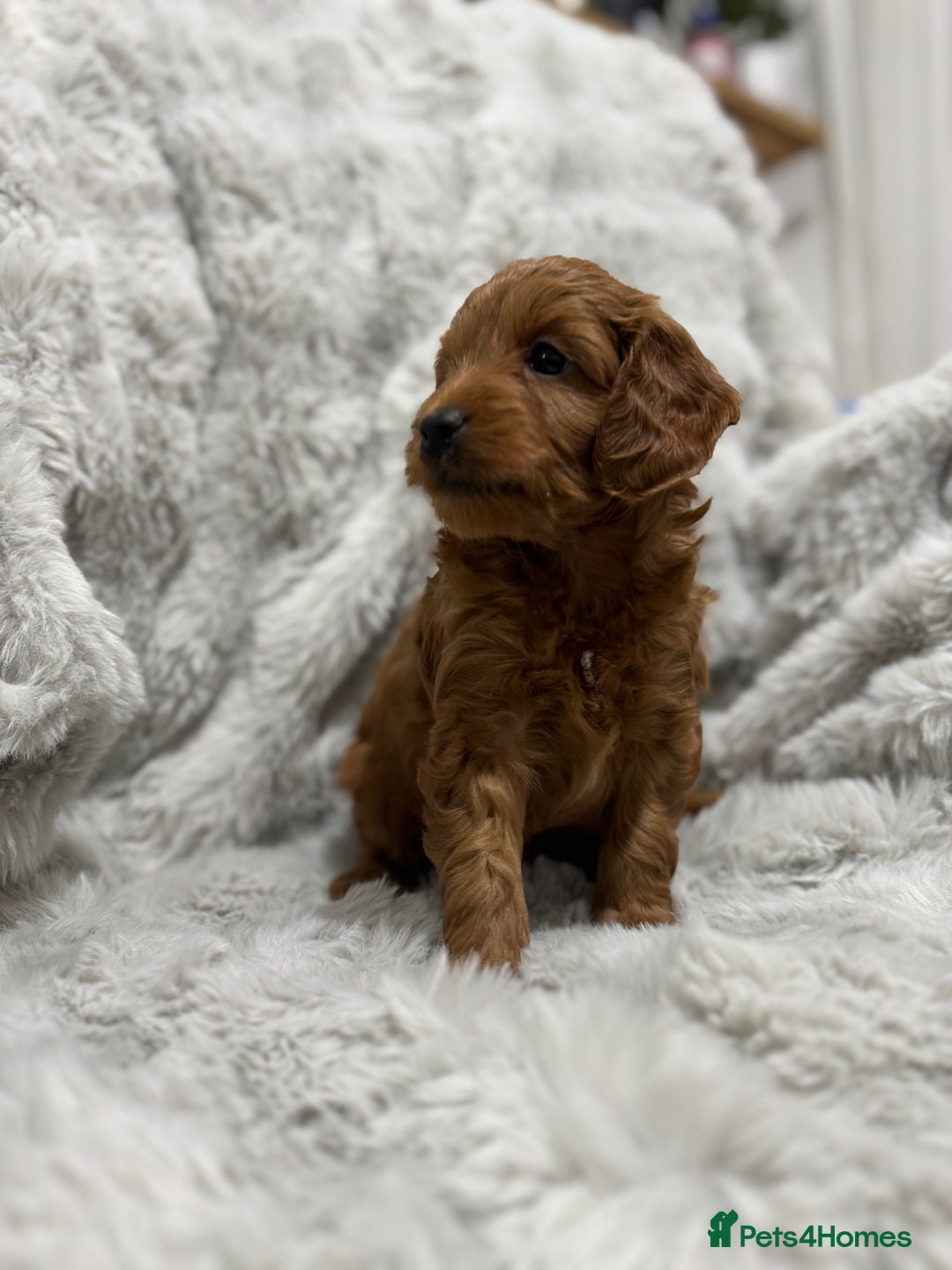 Cockapoo dogs for sale: F2 cockapoo puppies  - Advert 11