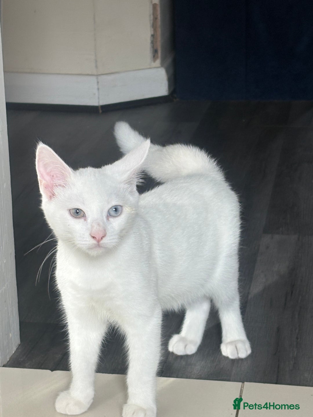 Turkish Angora cats for sale: White deaf kitten looking for a home.  - Image 3